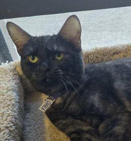 Charla, adopted, Young Female Domestic Short Hair.