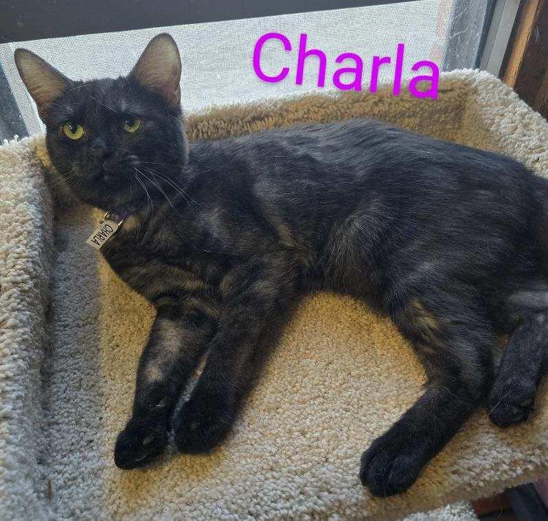 Enlarge Charla, an adopted Domestic Short Hair in Las Cruces, NM image 2/2