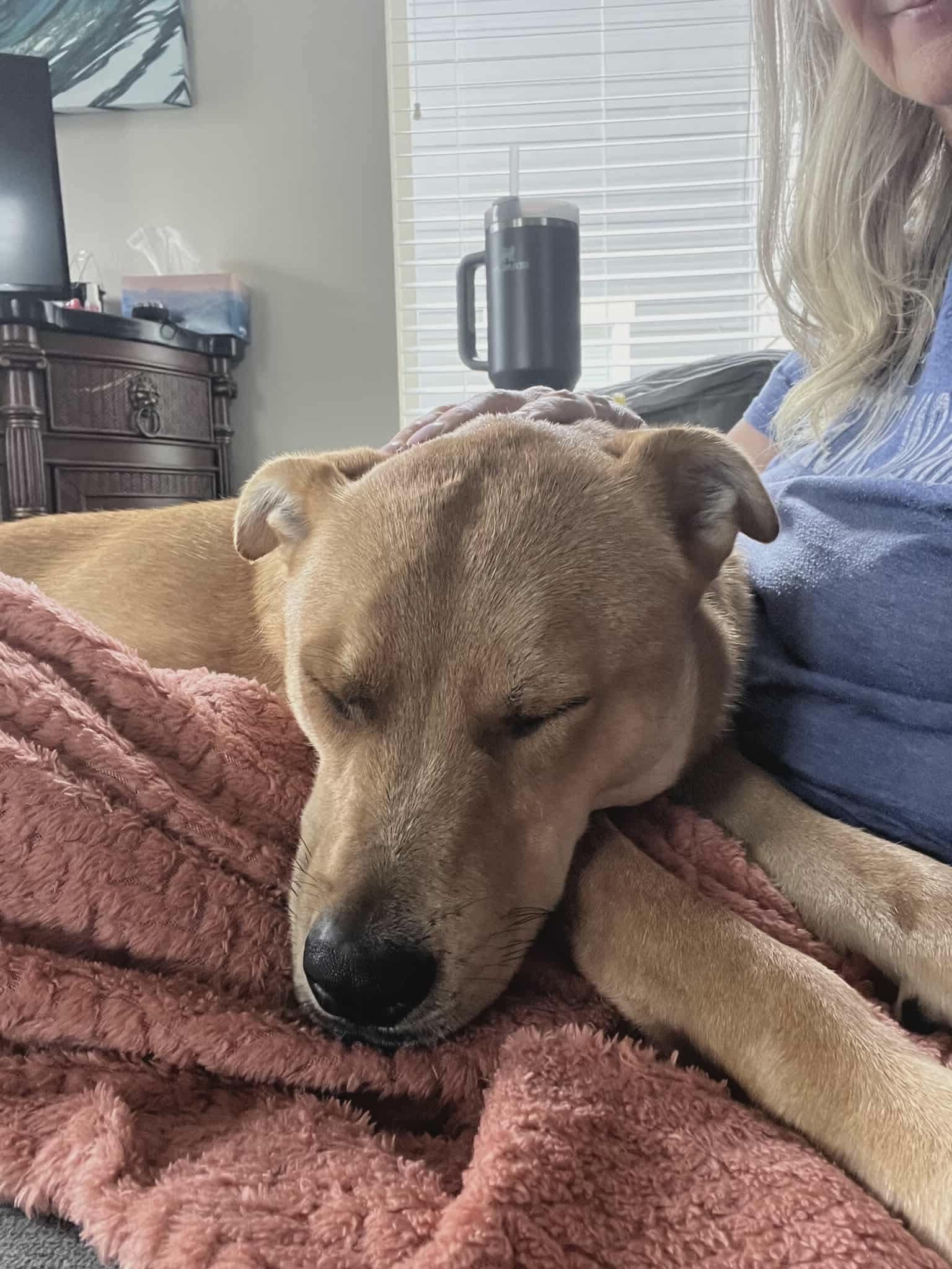 Enlarge Arthur, a Adoptable Mixed Breed in Puyallup, WA image 5/6