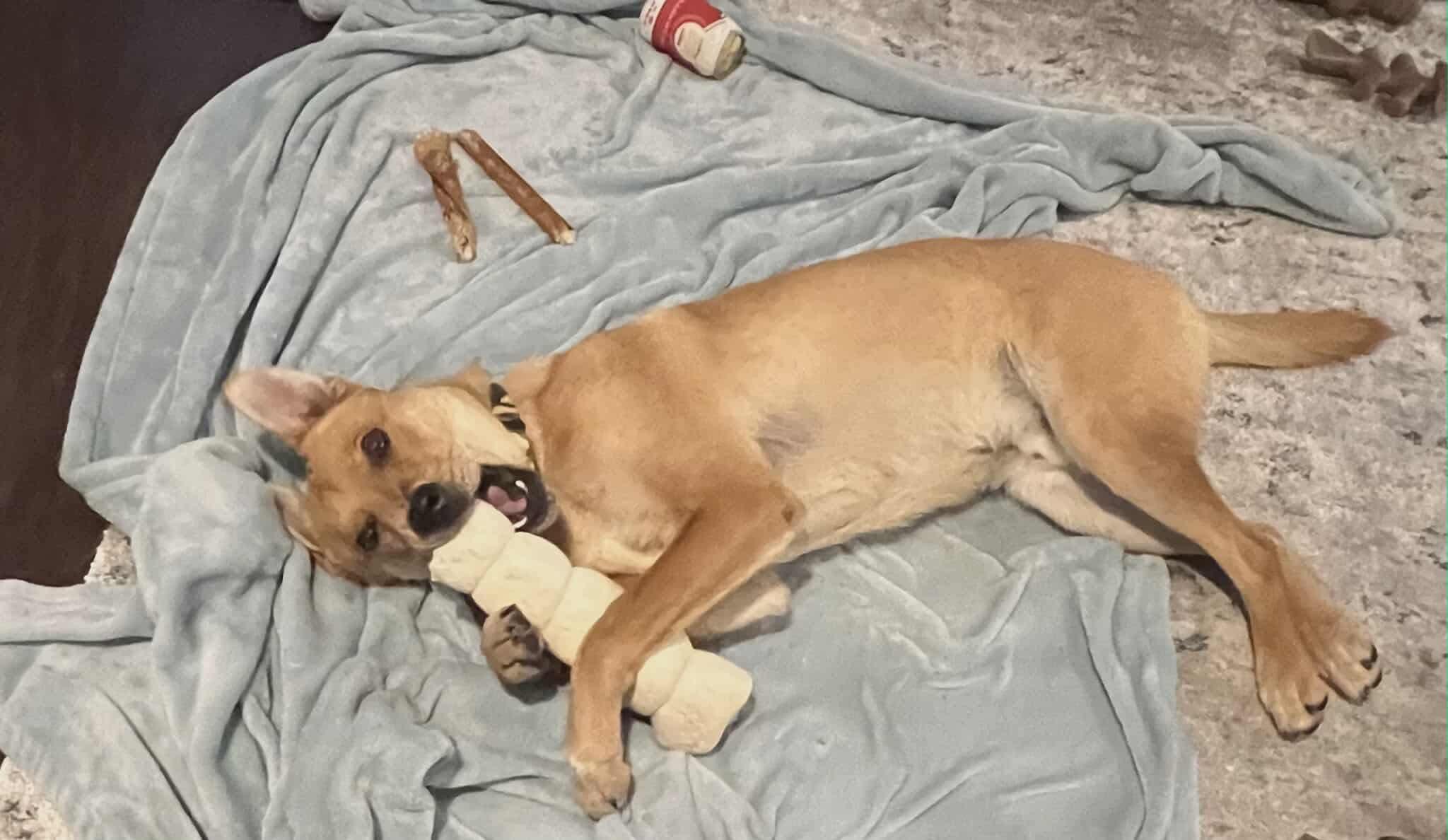 Enlarge Arthur, a Adoptable Mixed Breed in Puyallup, WA image 6/6