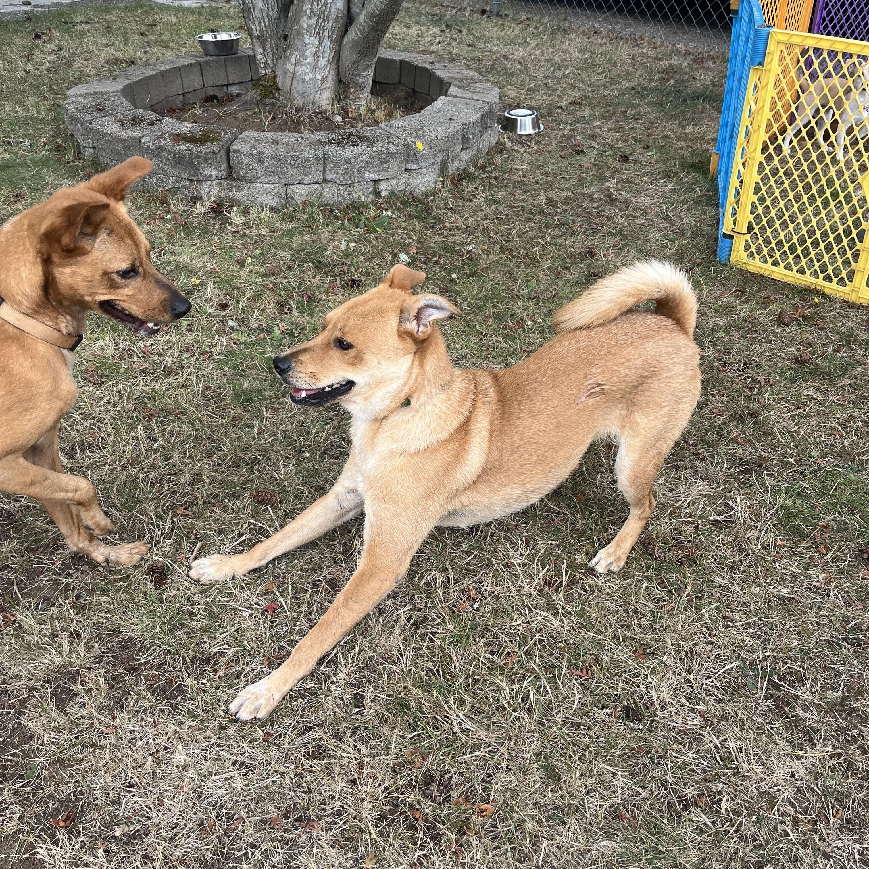 Enlarge Arthur, a Adoptable Mixed Breed in Puyallup, WA image 4/6