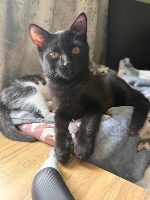 Spinner, Adoptable, Young Male Domestic Medium Hair.