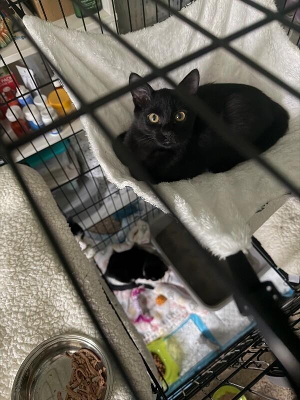 Enlarge Spinner, a Adoptable Domestic Medium Hair in Grand Rapids, MI image 2/6