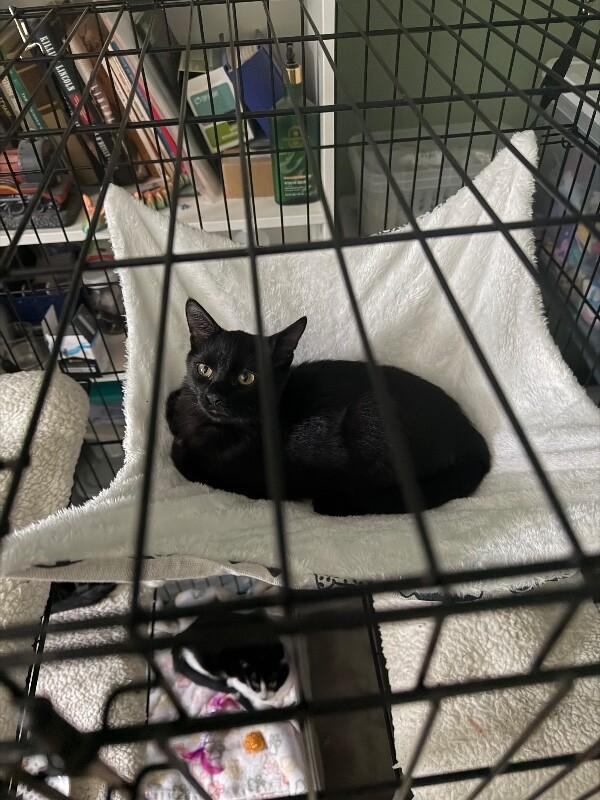 Enlarge Spinner, a Adoptable Domestic Medium Hair in Grand Rapids, MI image 3/6