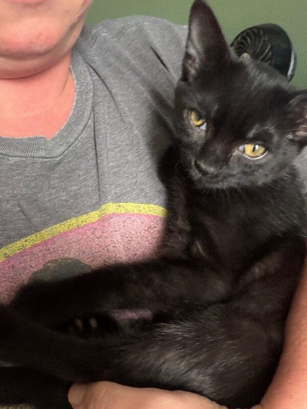 Enlarge Spinner, a Adoptable Domestic Medium Hair in Grand Rapids, MI image 4/6