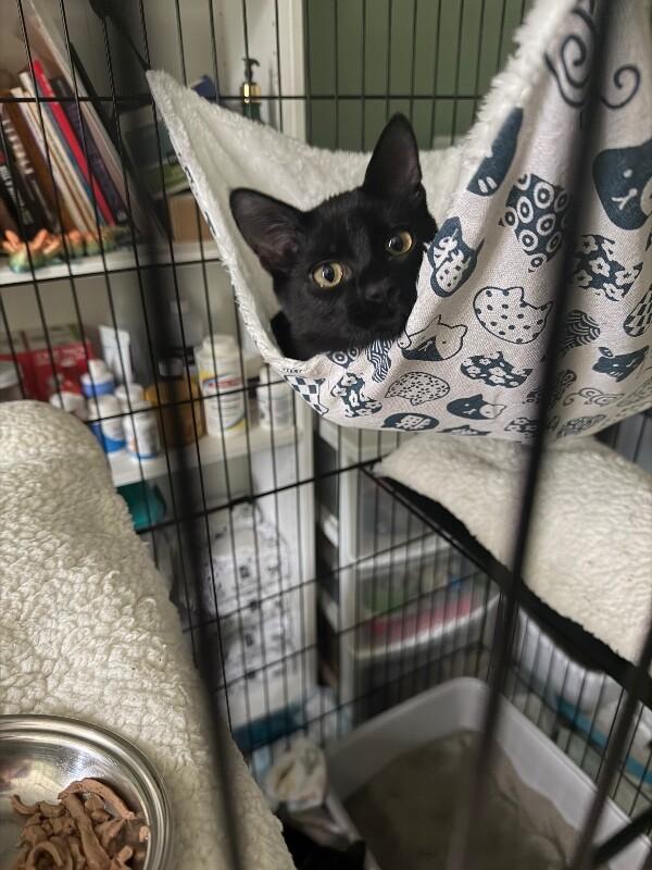 Enlarge Spinner, a Adoptable Domestic Medium Hair in Grand Rapids, MI image 5/6