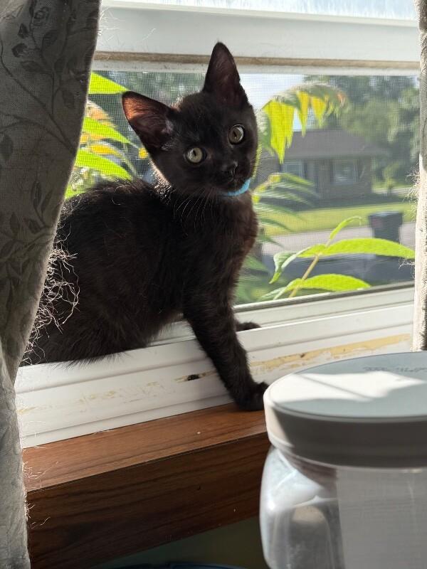 Enlarge Spinner, a Adoptable Domestic Medium Hair in Grand Rapids, MI image 6/6
