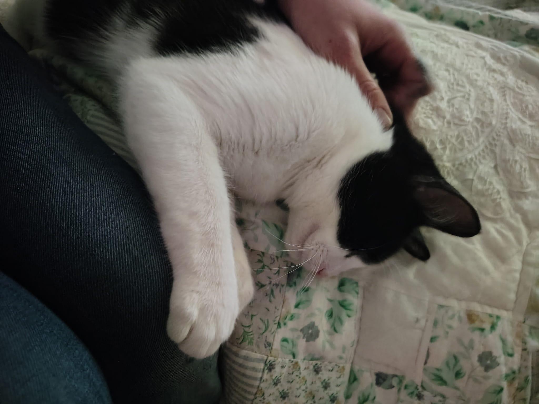 Enlarge Alex- I give kisses!, a ADOPTABLE Tuxedo in Fountain Valley, CA image 3/3