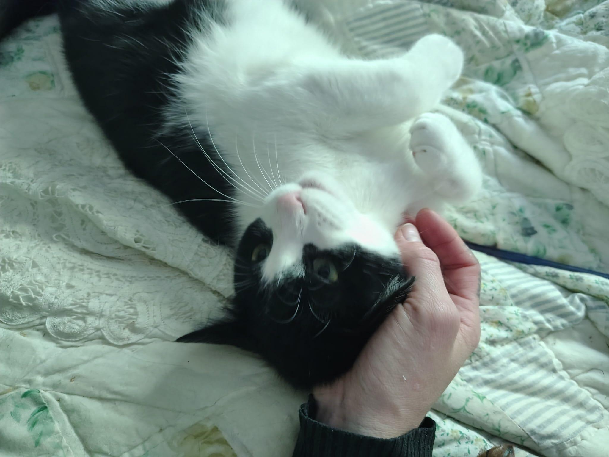 Enlarge Alex- I give kisses!, a ADOPTABLE Tuxedo in Fountain Valley, CA image 2/3