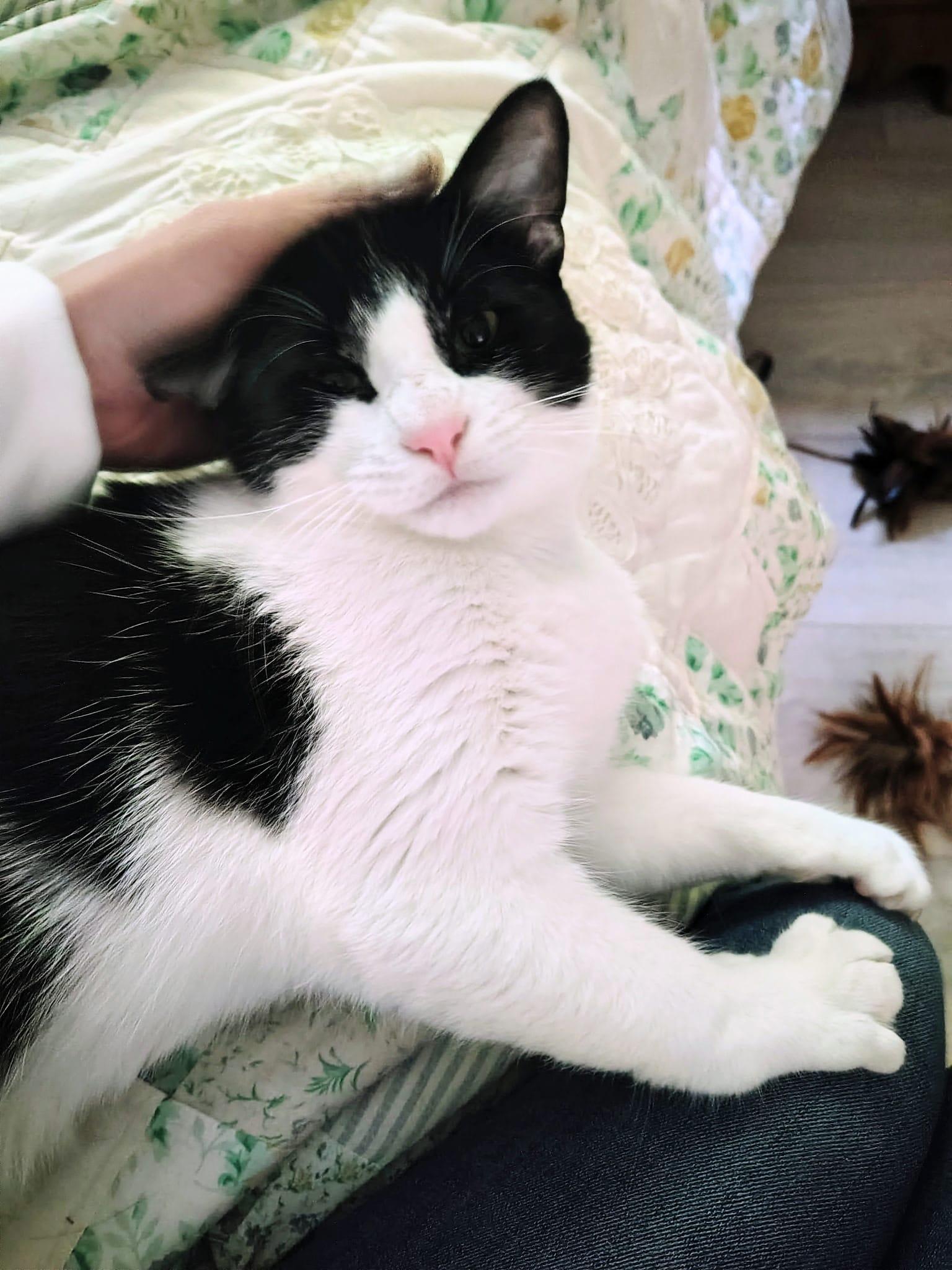 Enlarge Alex- I give kisses!, a ADOPTABLE Tuxedo in Fountain Valley, CA image 1/3