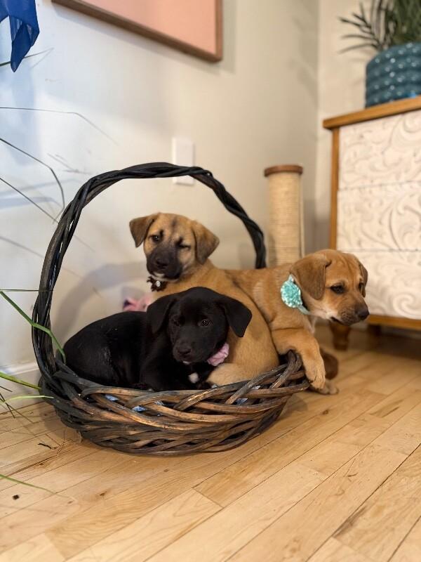 Belle Baby Sweet — thumbnail 5