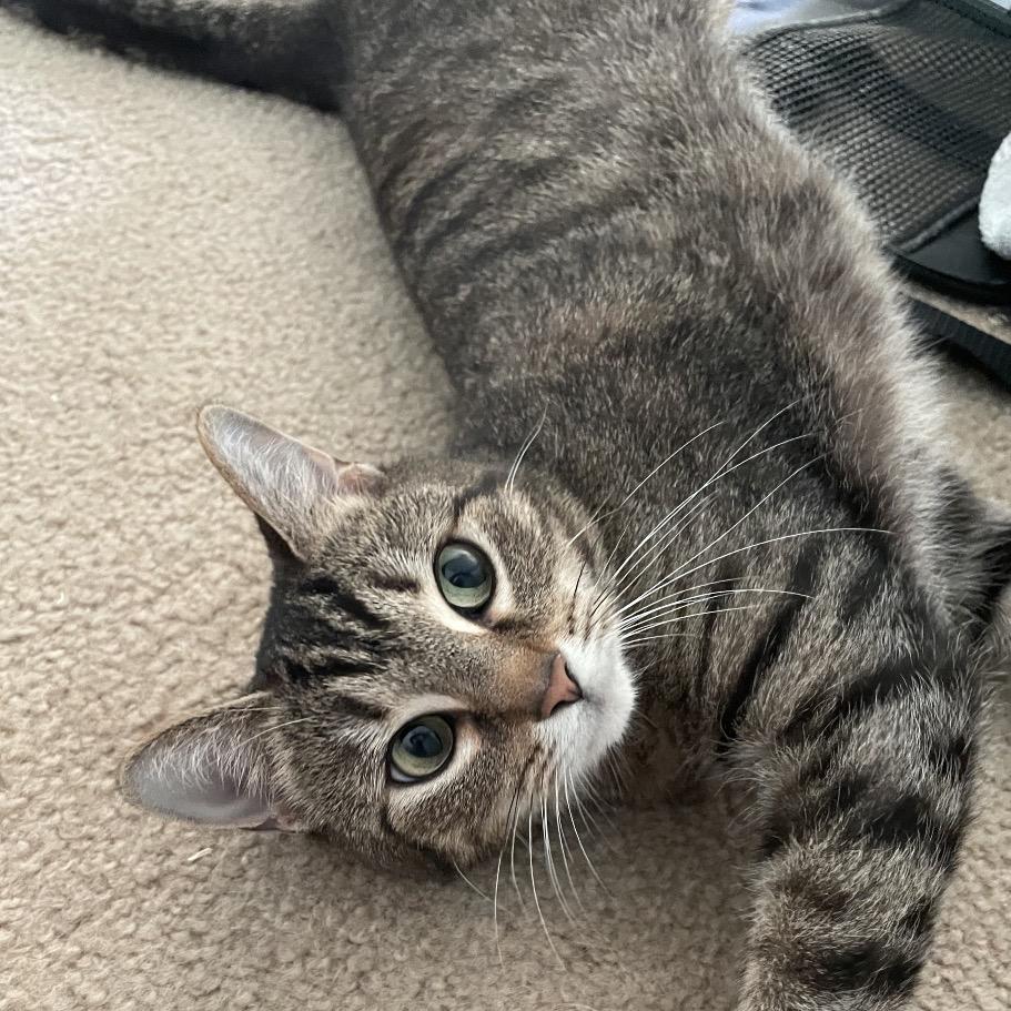 Enlarge Duchess, a Adoptable Domestic Short Hair in Springboro, OH image 1/4