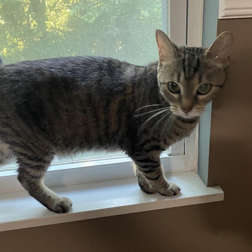 Duchess, a Adoptable Domestic Short Hair in Springboro, OH image 3/5