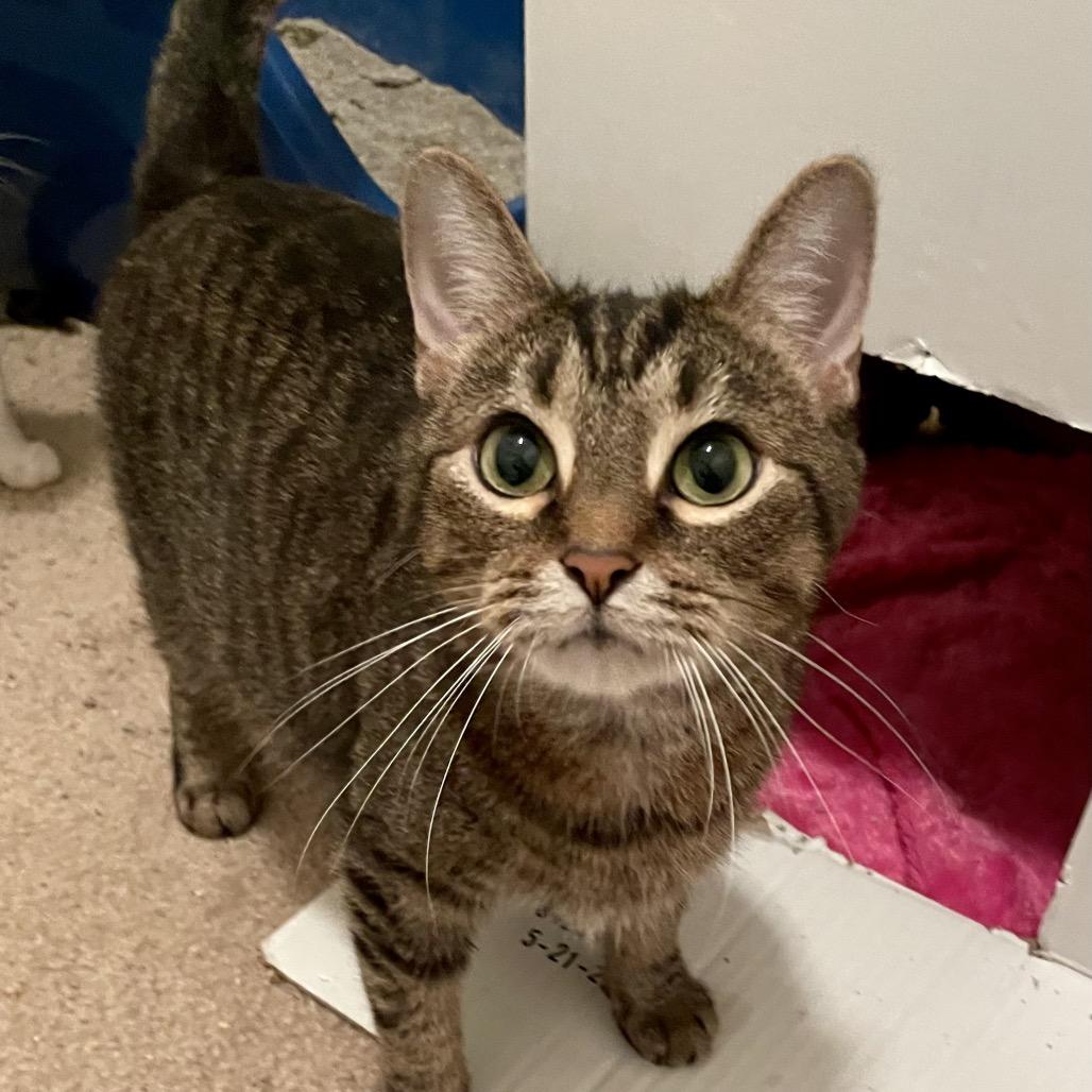 Enlarge Duchess, a Adoptable Domestic Short Hair in Springboro, OH image 1/2