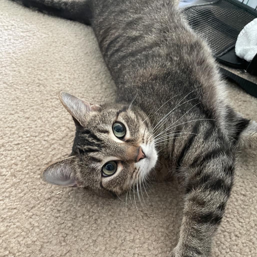 Enlarge Duchess, a Adoptable Domestic Short Hair in Springboro, OH image 2/2