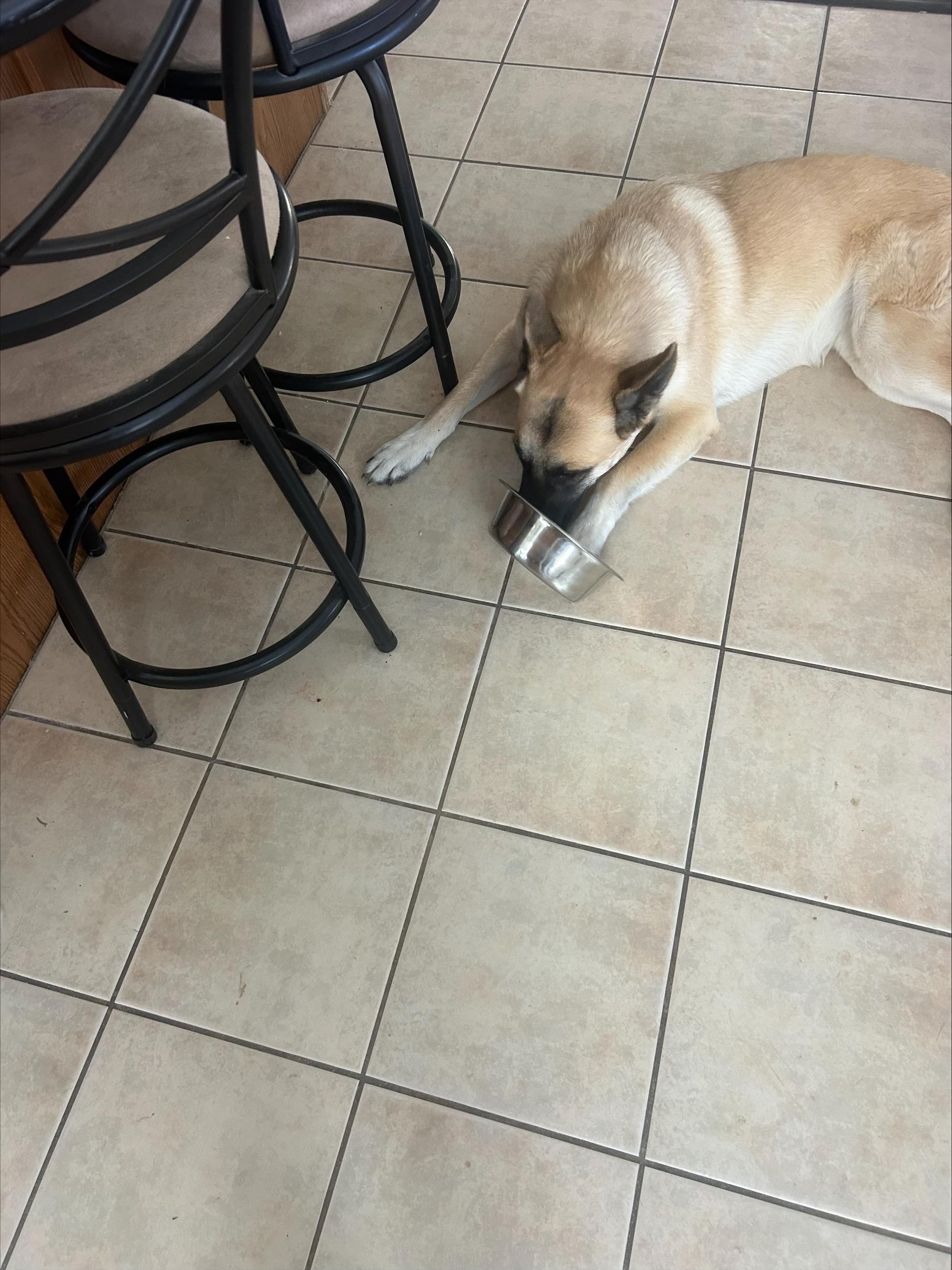 Loki, Adoptable, Young Female German Shepherd Dog.