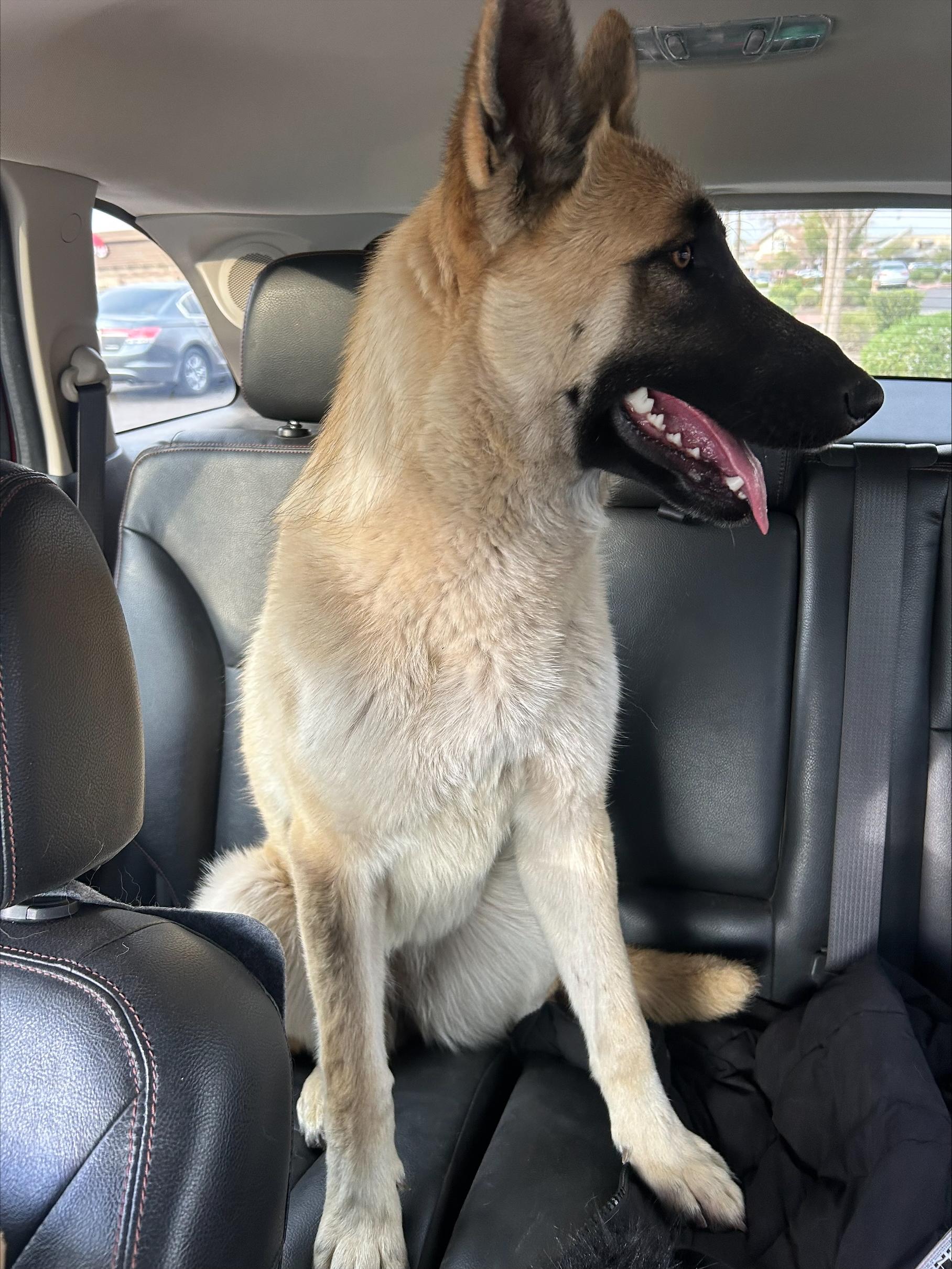 Loki, Adoptable, Young Female German Shepherd Dog.