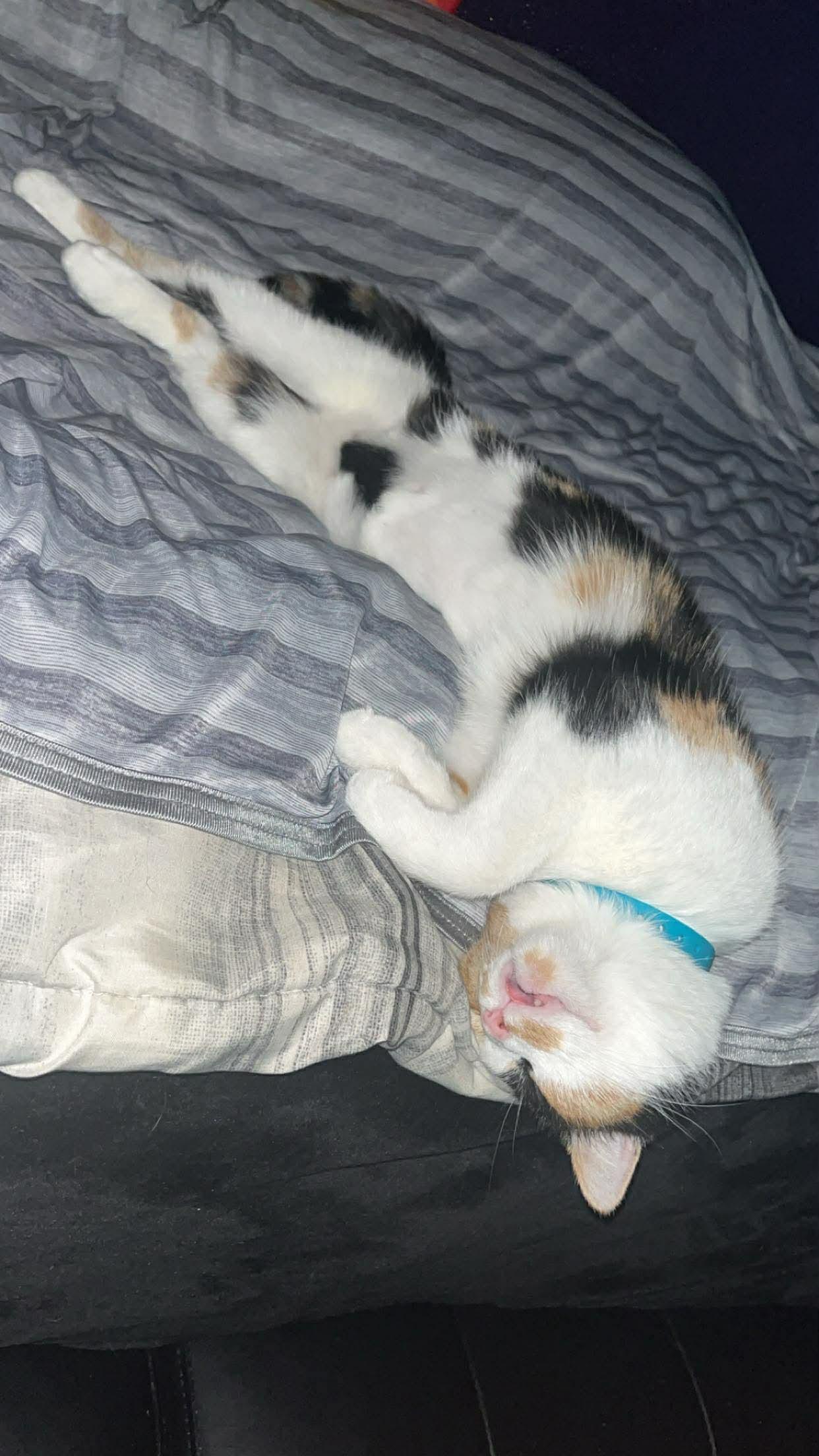 Cee Cee, a Adoptable Domestic Short Hair in Madison, WI image 2/6