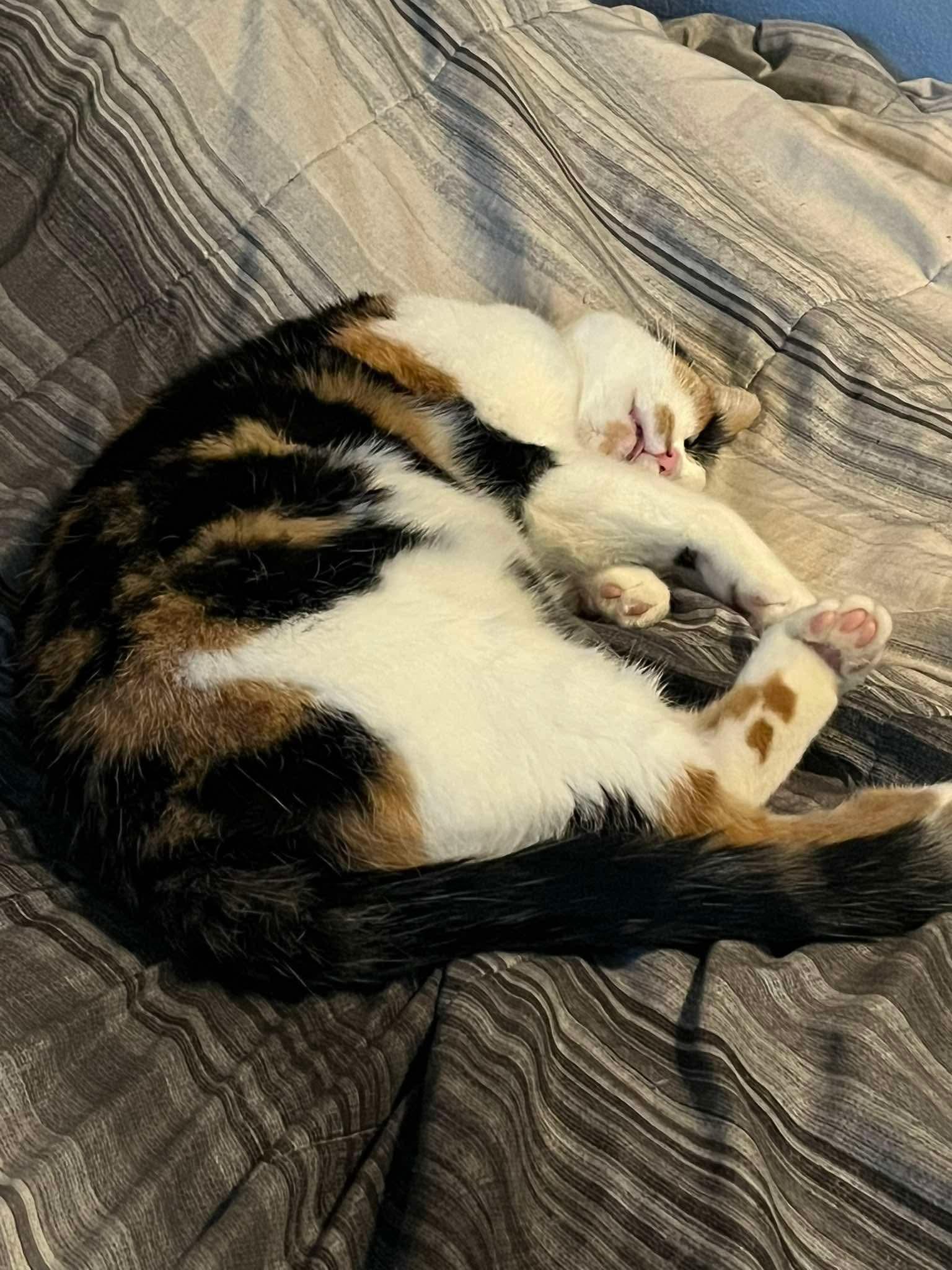 Cee Cee, a Adoptable Domestic Short Hair in Madison, WI image 5/6