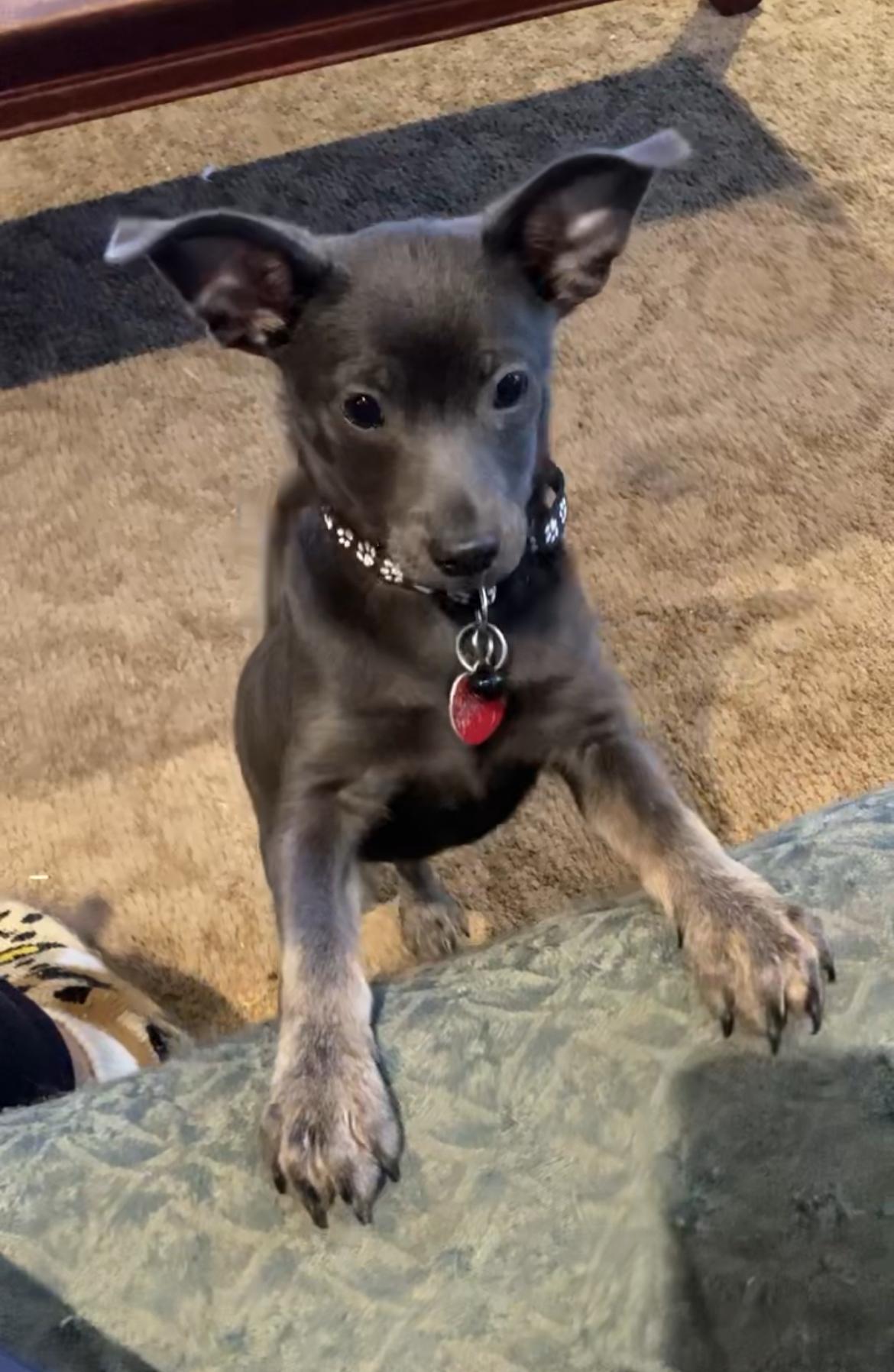 Grady, Adoptable, Puppy Male Terrier & Chihuahua.