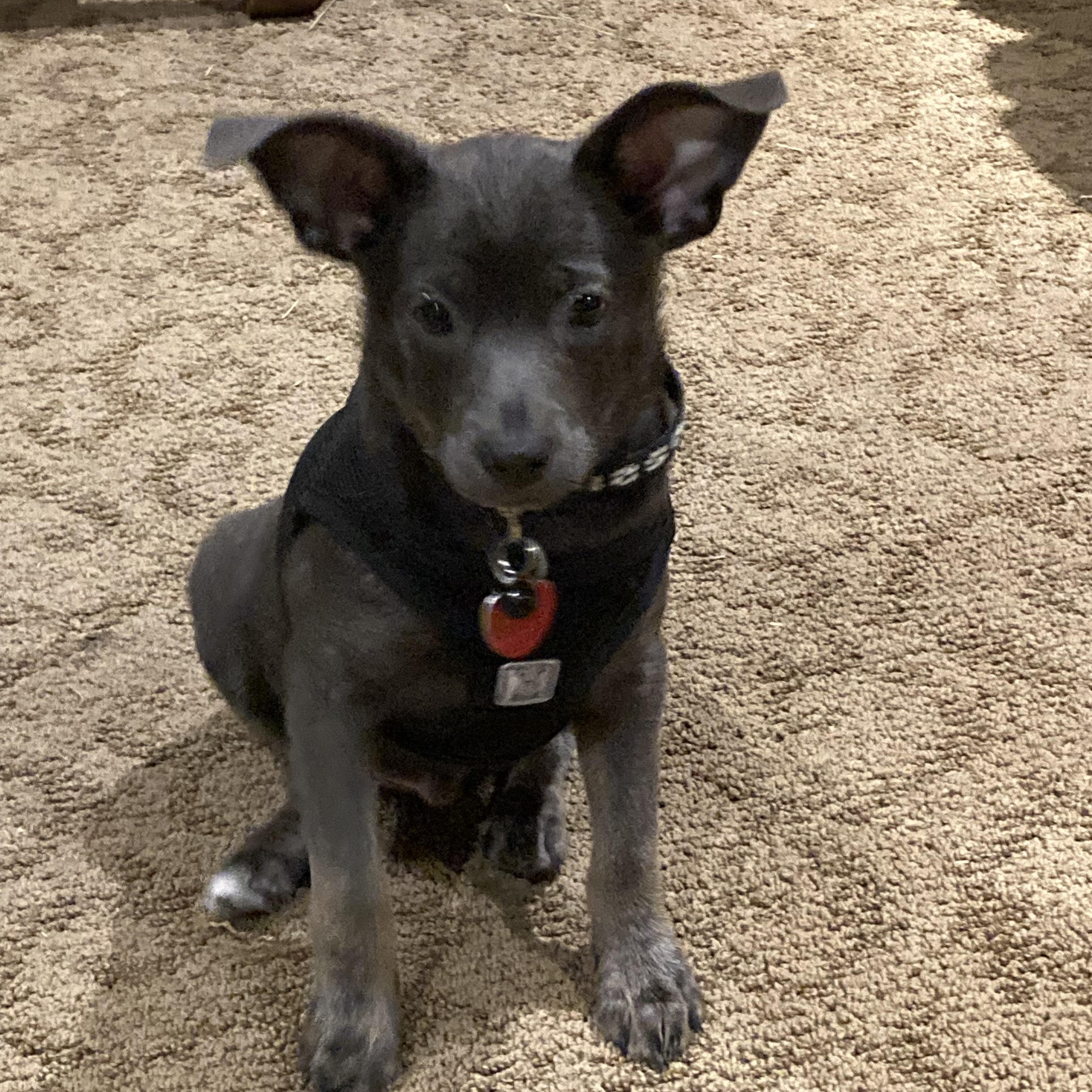 Enlarge Grady, a Adoptable mixed breed in North Vancouver, BC image 3/6