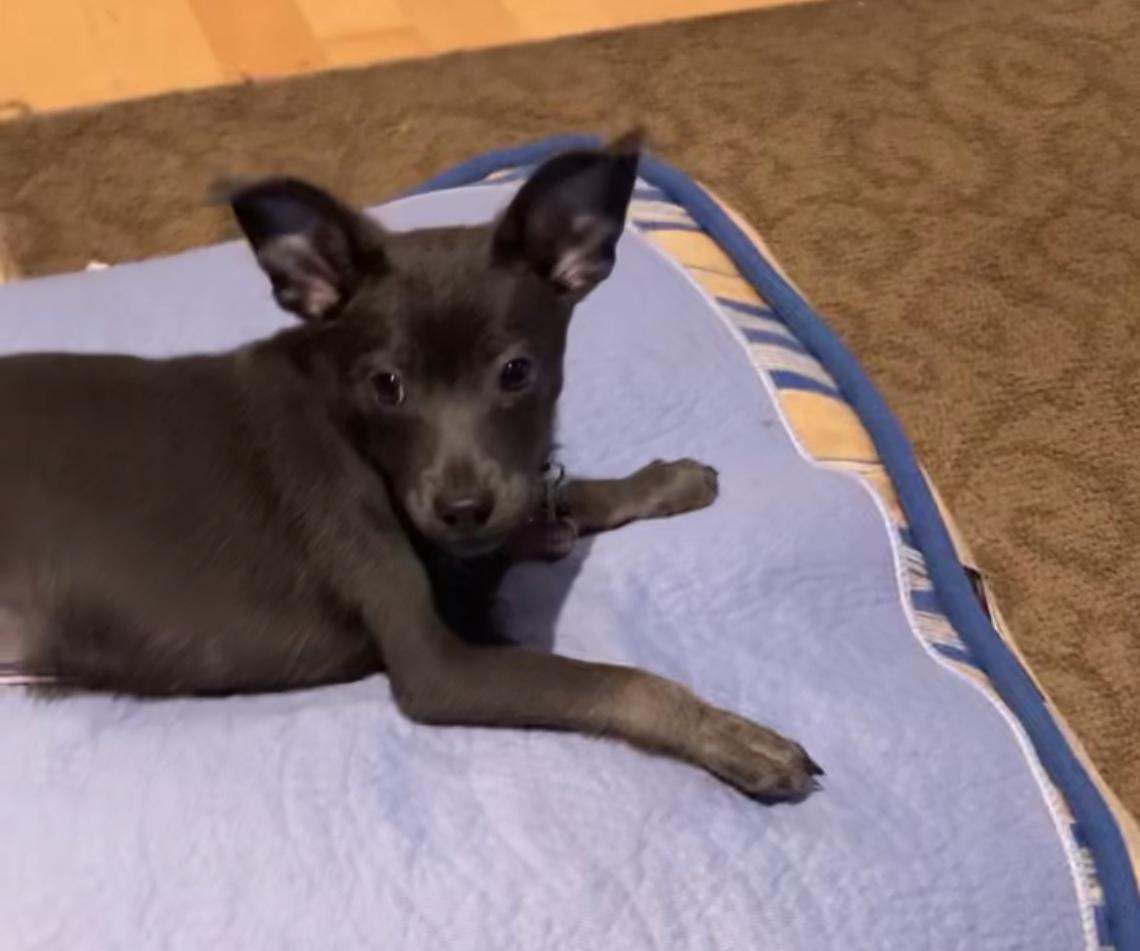 Enlarge Grady, a Adoptable mixed breed in North Vancouver, BC image 4/6