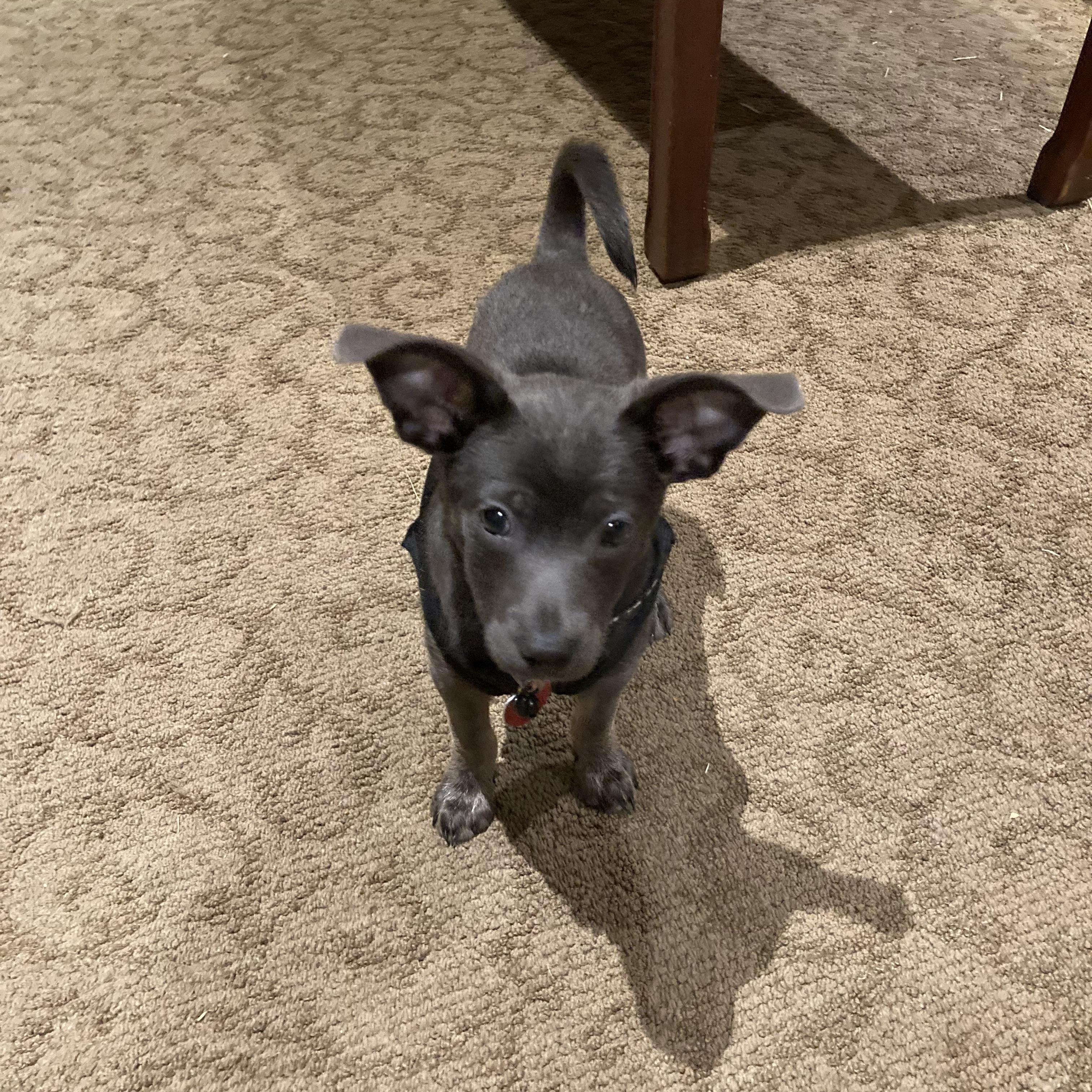 Enlarge Grady, a Adoptable mixed breed in North Vancouver, BC image 5/6