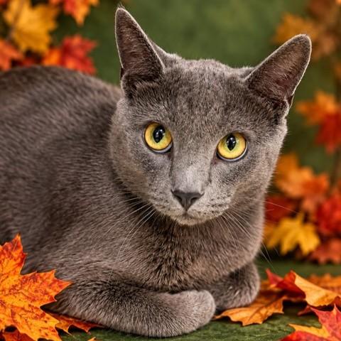 Wolfie- 54234, Adoptable, Young Male Domestic Short Hair.