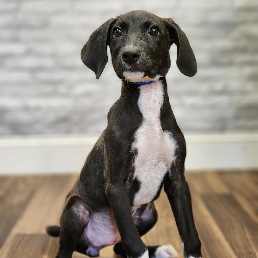 Noodle, Adoptable, Puppy Female Terrier.