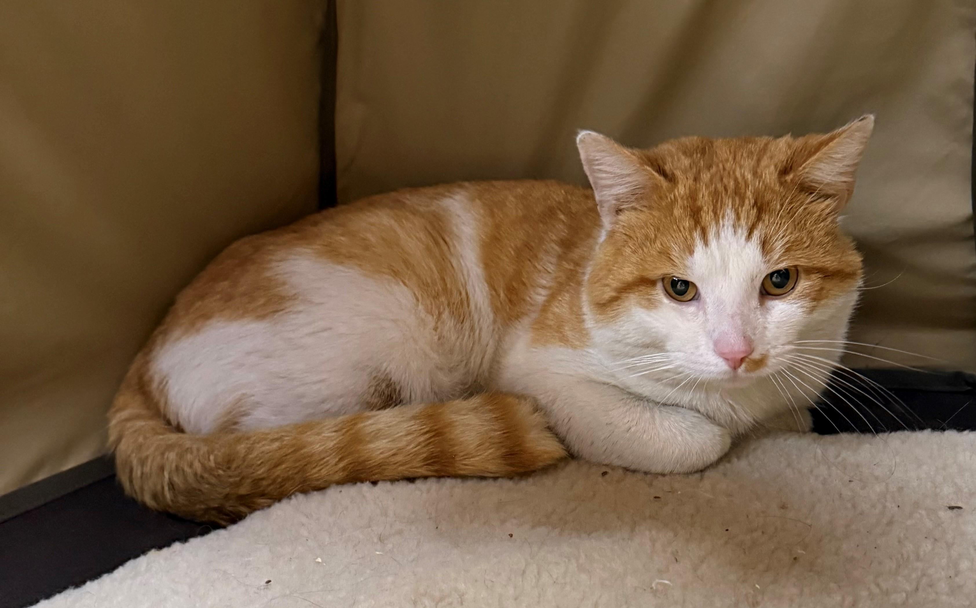 Enlarge Herman, an adopted Domestic Short Hair in Edison, NJ image 1/1