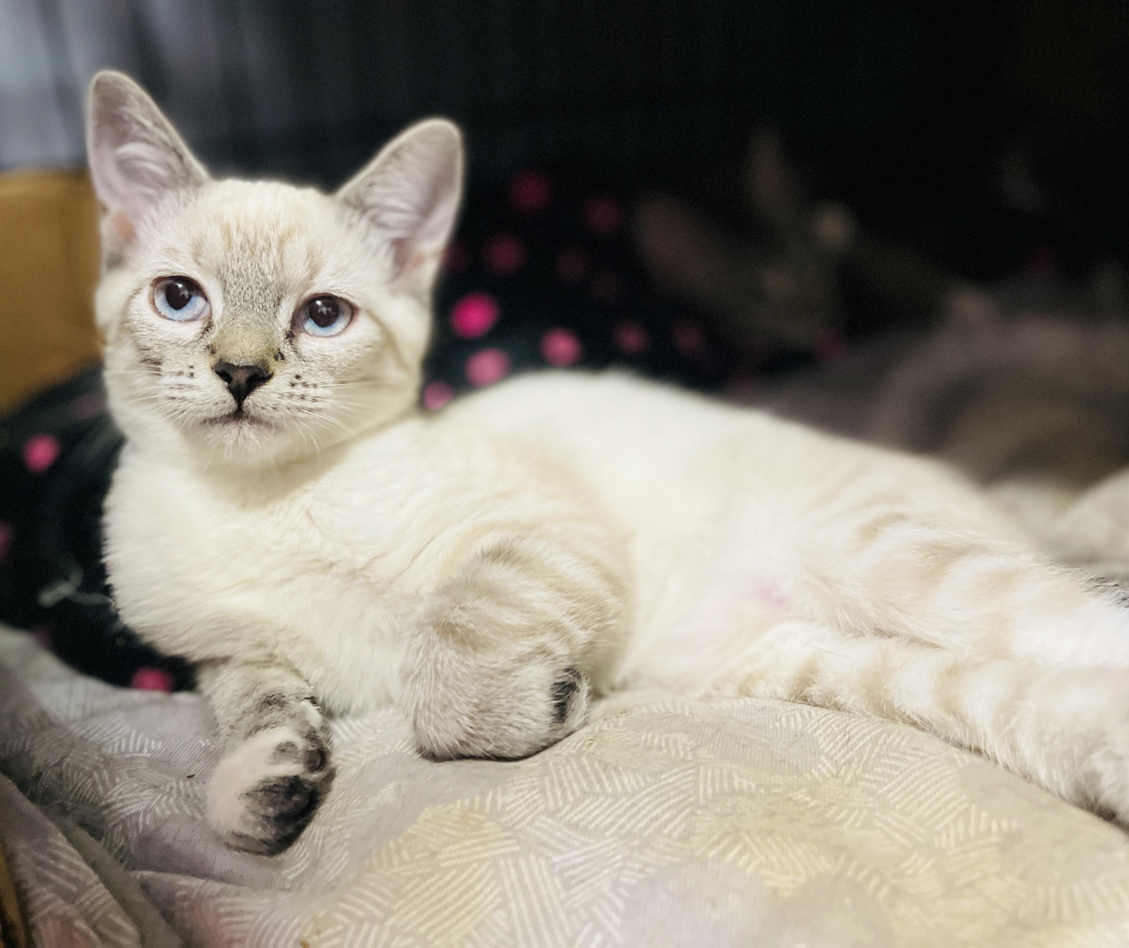 Cat for adoption - Gaia & Rumor, a Siamese & Domestic Short Hair Mix in ...
