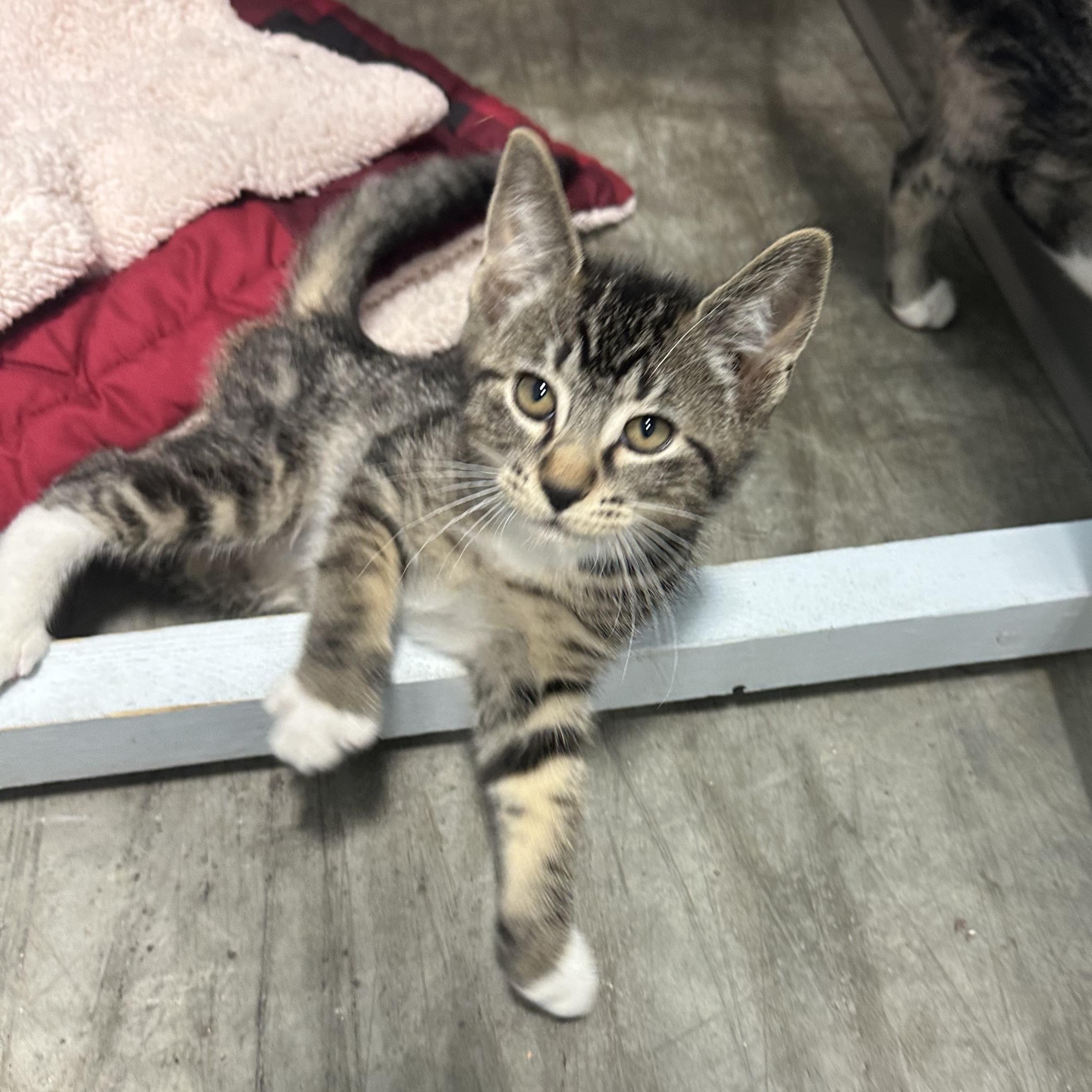 Enlarge Scanlan, an adopted Domestic Short Hair in Mission, BC image 2/3