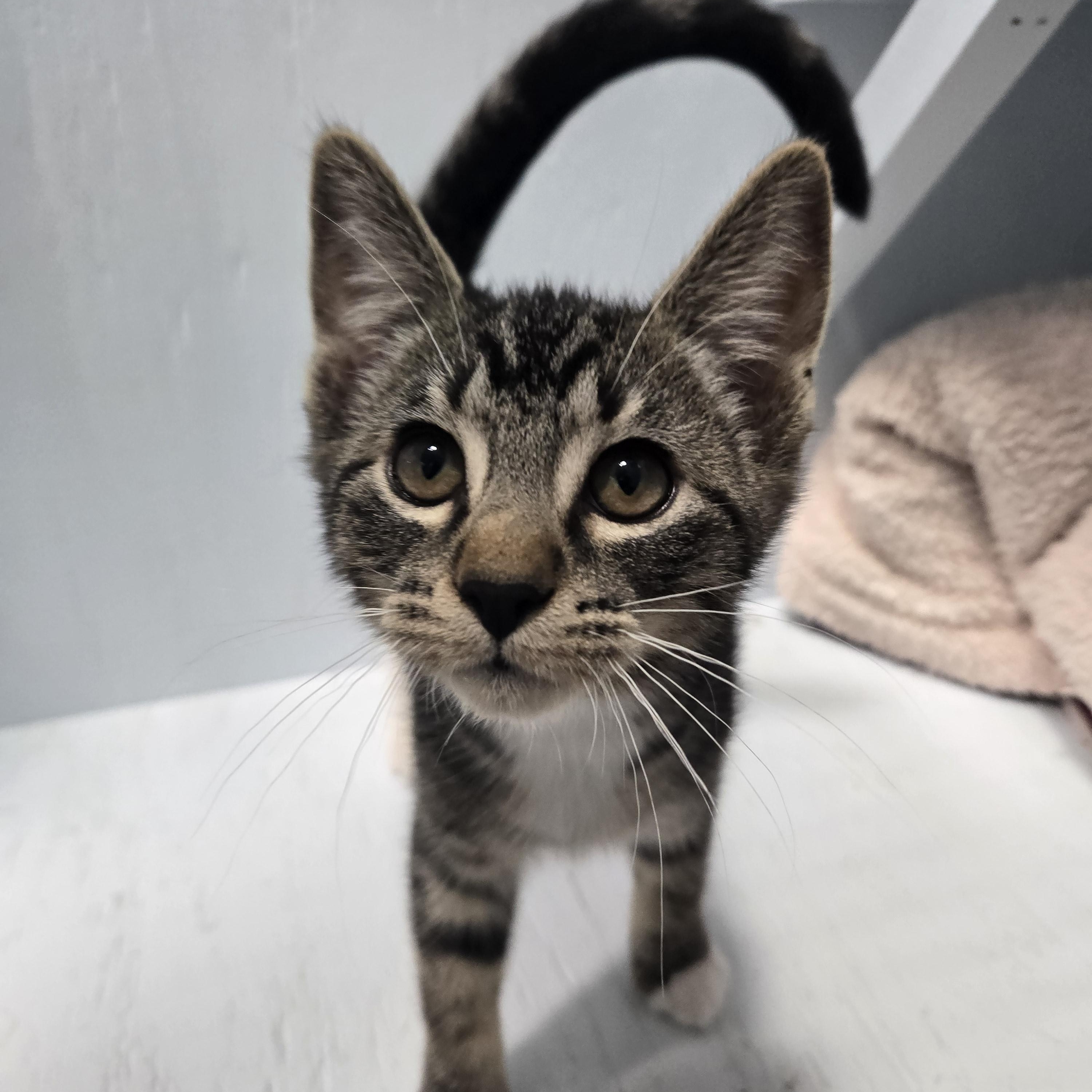Scanlan, adopted, Kitten Male Domestic Short Hair.