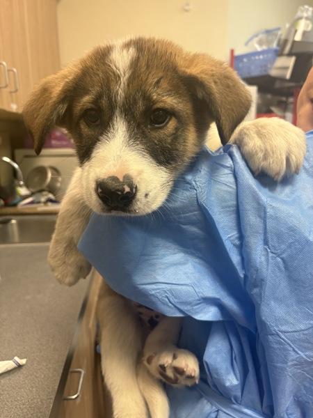 Enlarge Burberry, a Adoptable mixed breed in Kennewick, WA image 1/1