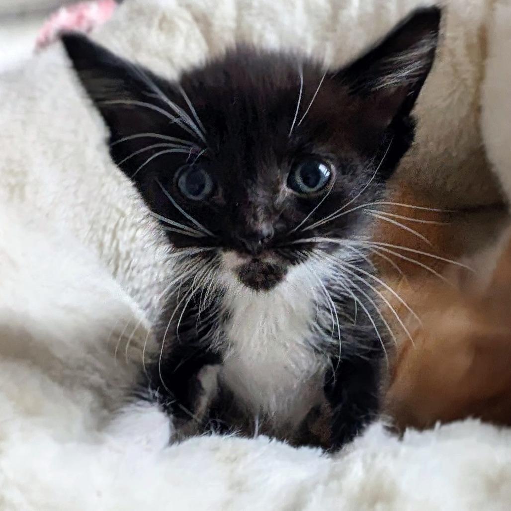 Enlarge Pomegranate, a Adoptable Domestic Short Hair in Wadena, MN image 1/2