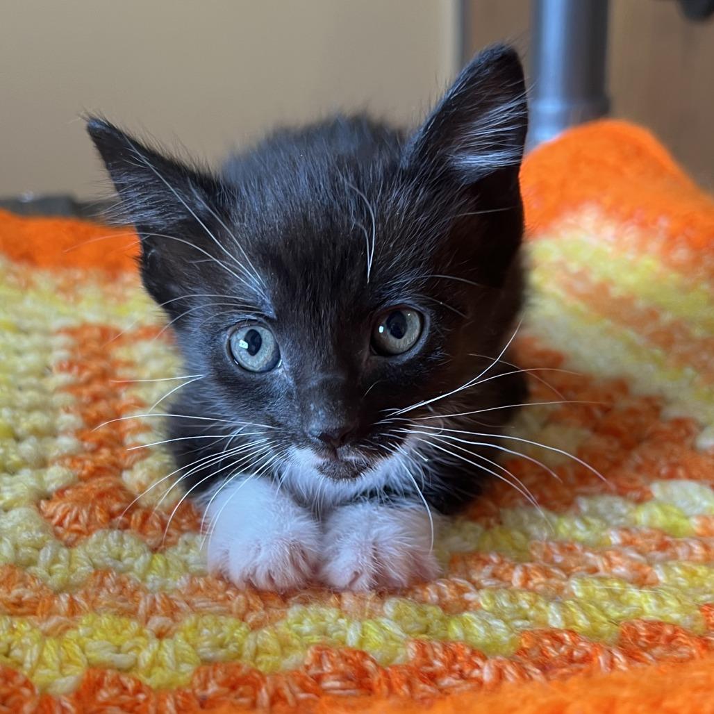 Enlarge Pomegranate, a Adoptable Domestic Short Hair in Wadena, MN image 2/2