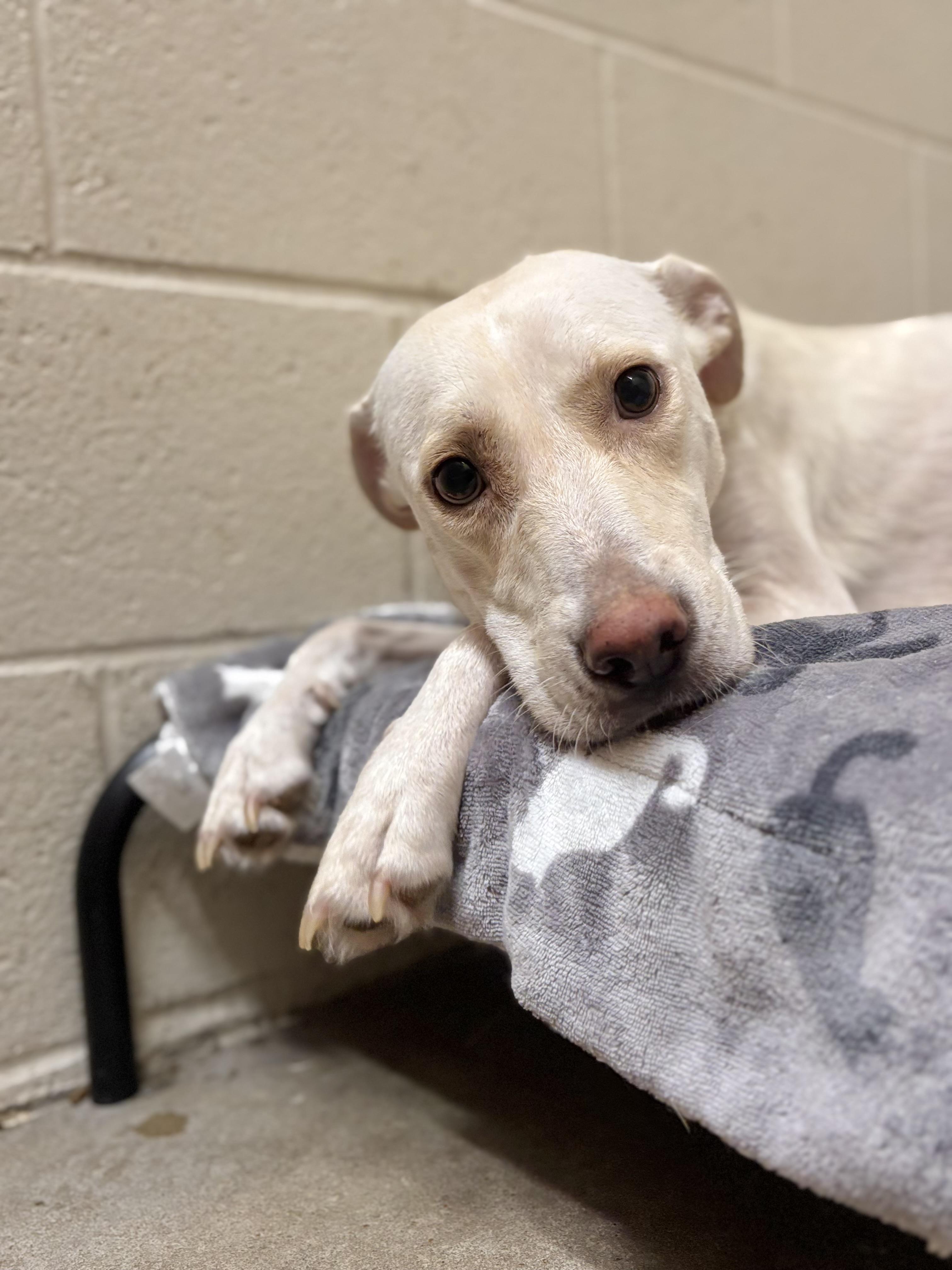 Mama Sophie, adoptable, Adult Female Yellow Labrador Retriever.