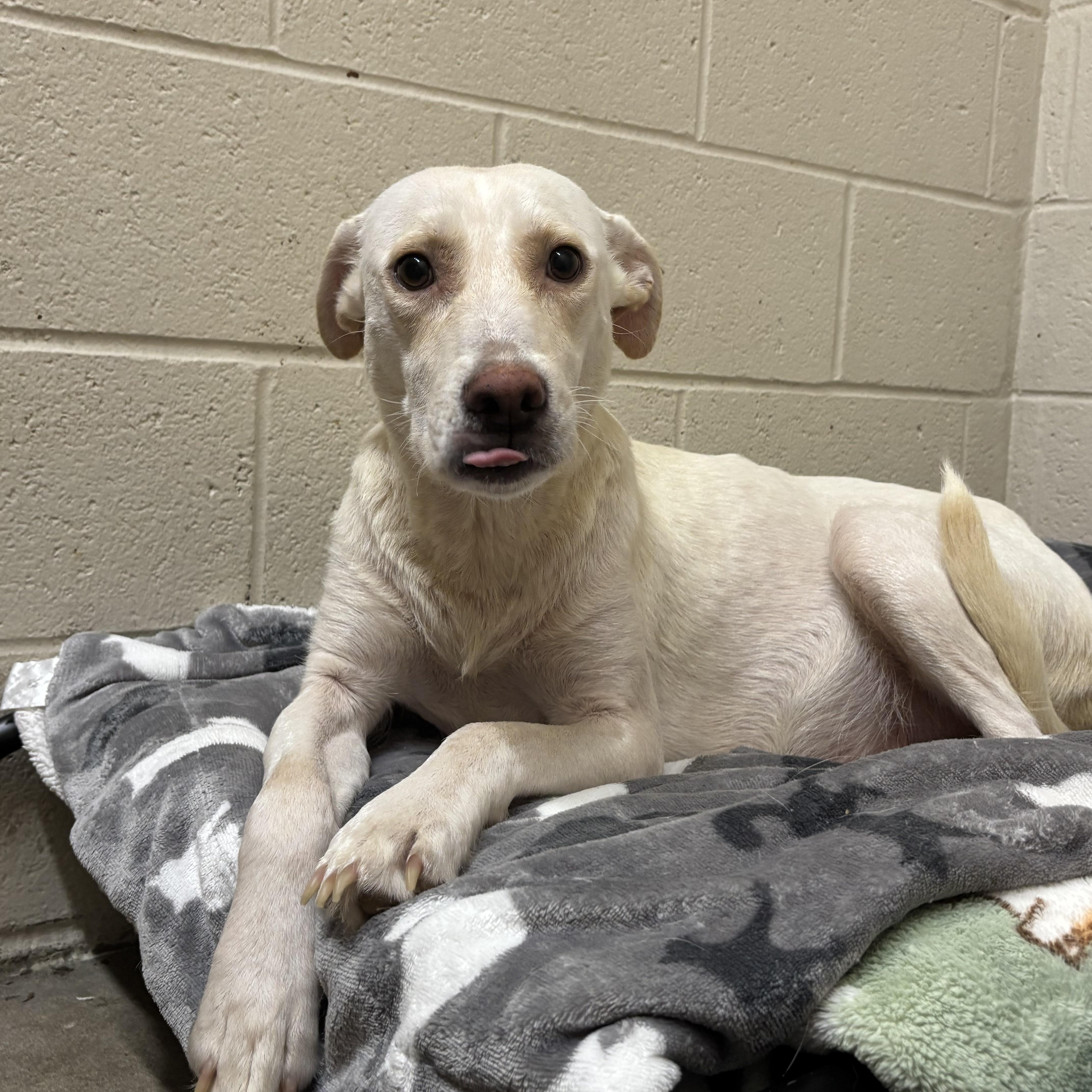 Enlarge Mama Sophie, an adoptable mixed breed in Collierville, TN image 2/4