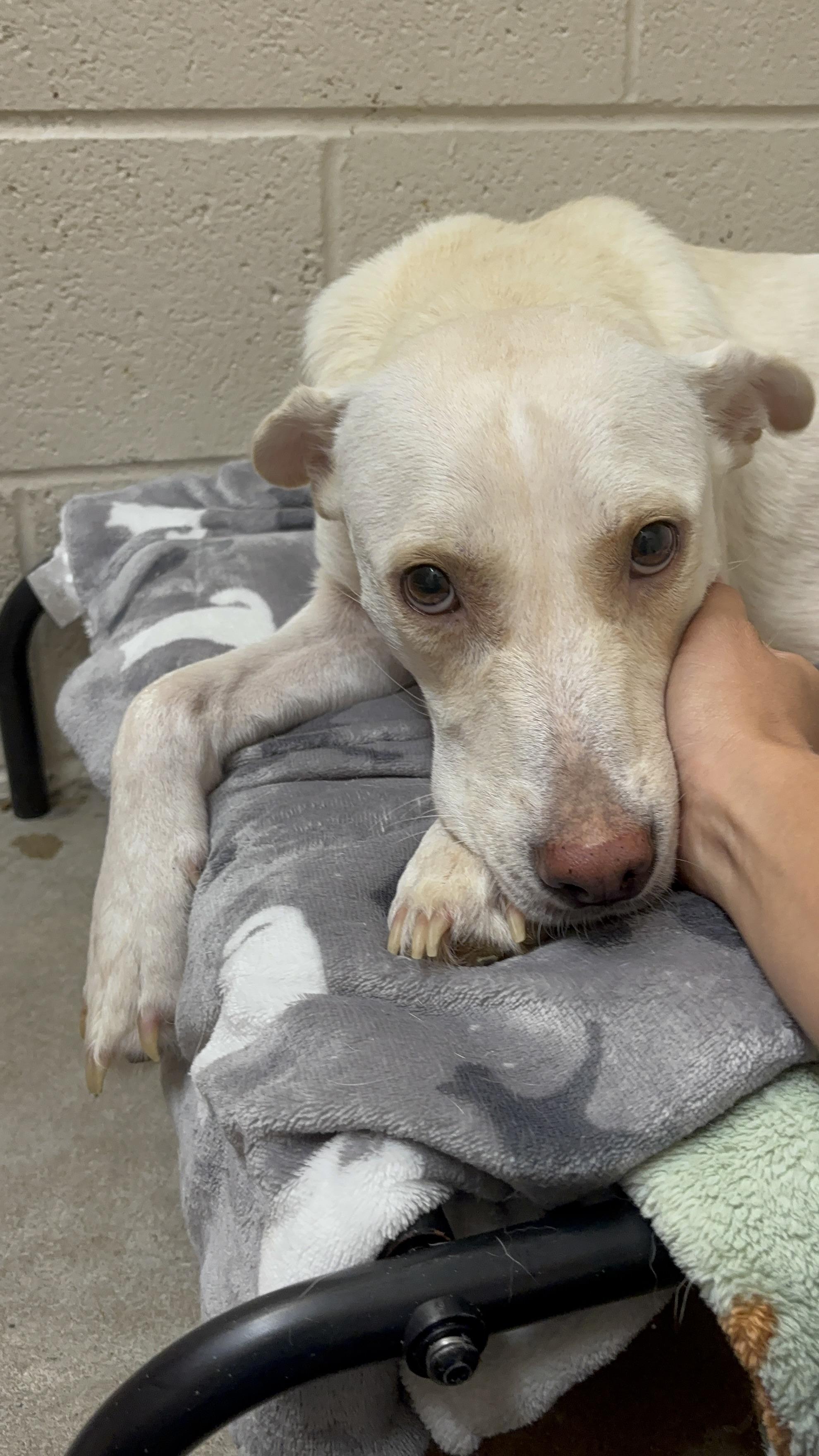 Enlarge Mama Sophie, an adoptable mixed breed in Collierville, TN image 3/4