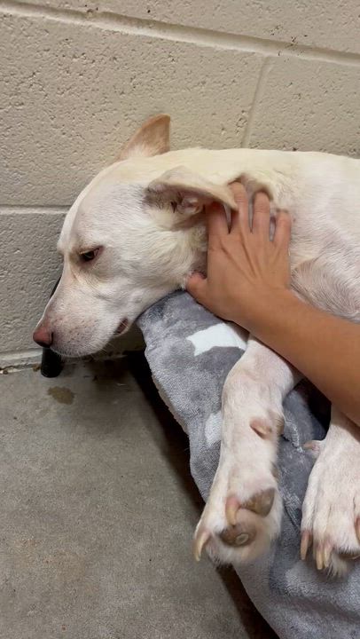 Enlarge Mama Sophie, an adoptable mixed breed in Collierville, TN video 4/4