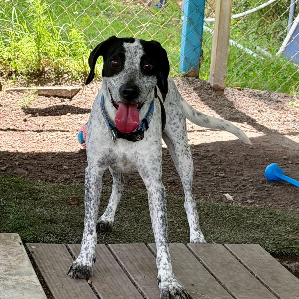 Enlarge Blue, a Adopted Pointer in Newport, NC image 1/6