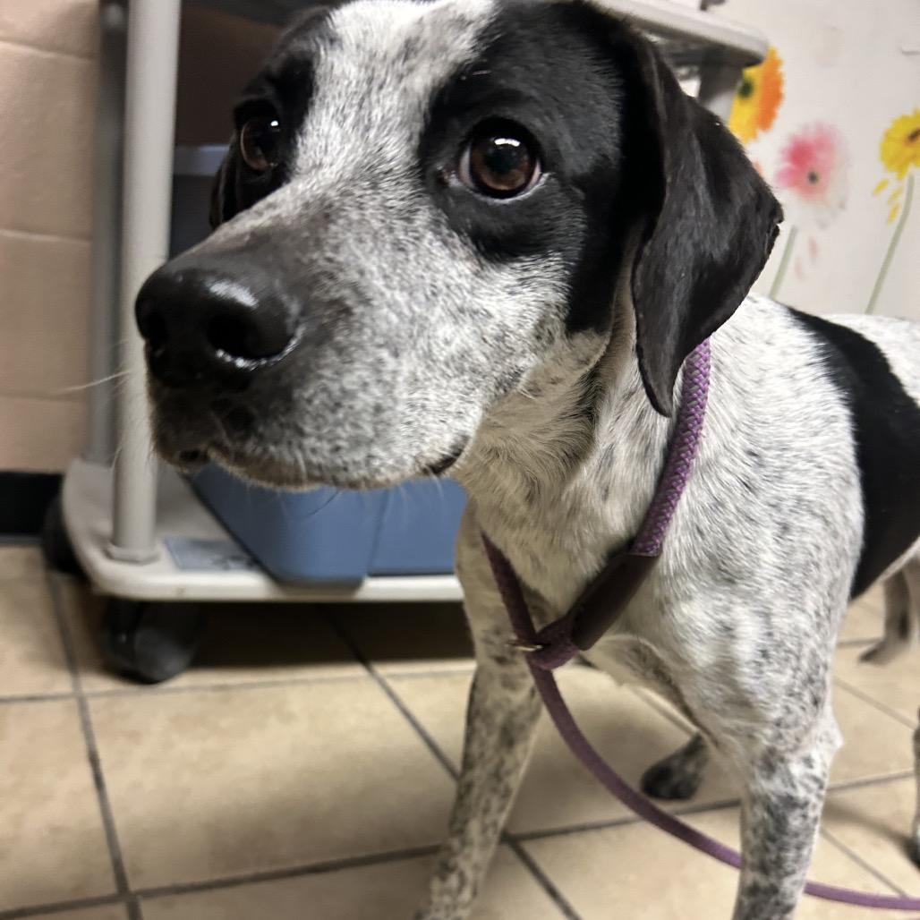 Enlarge Blue, a Adopted Pointer in Newport, NC image 2/6