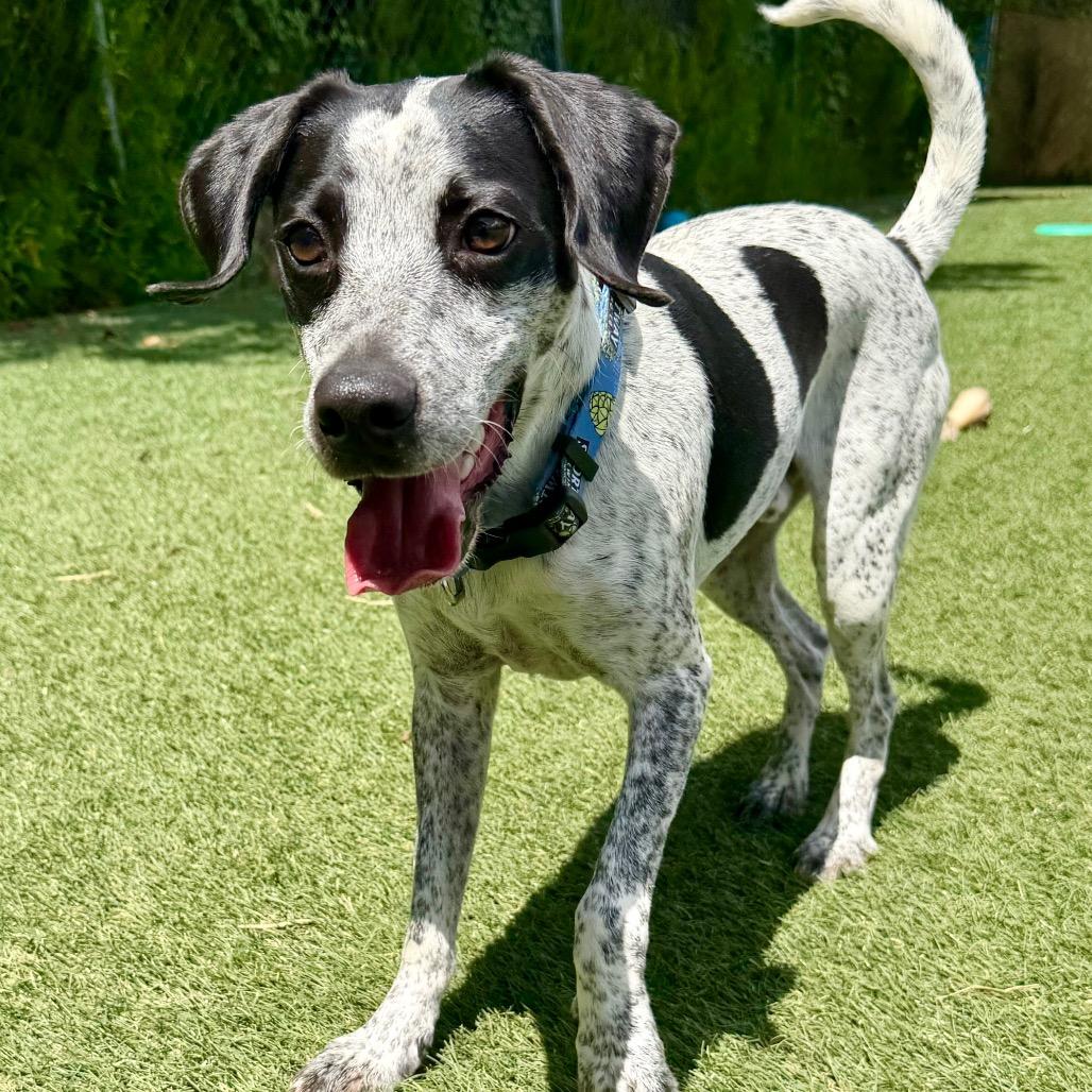 Enlarge Blue, a Adopted Pointer in Newport, NC image 3/6