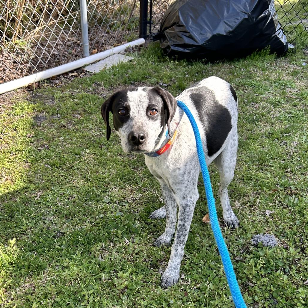 Enlarge Blue, a Adopted Pointer in Newport, NC image 4/6