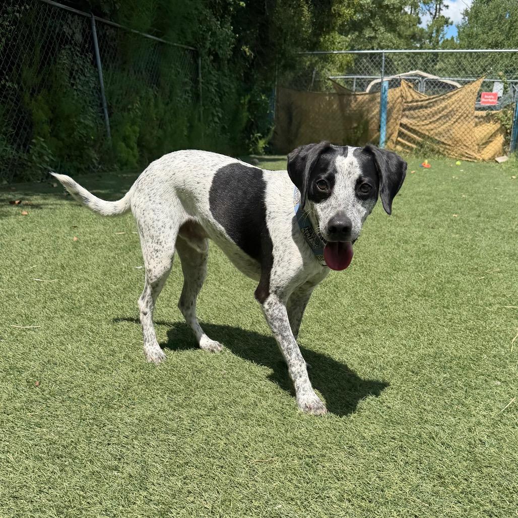 Enlarge Blue, a Adopted Pointer in Newport, NC image 5/6