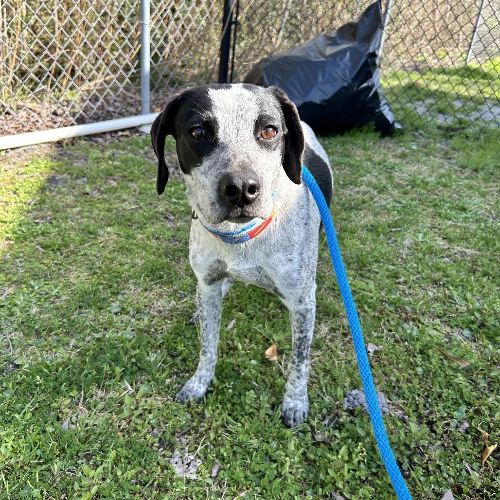 Enlarge Blue, a Adopted Pointer in Newport, NC image 6/6
