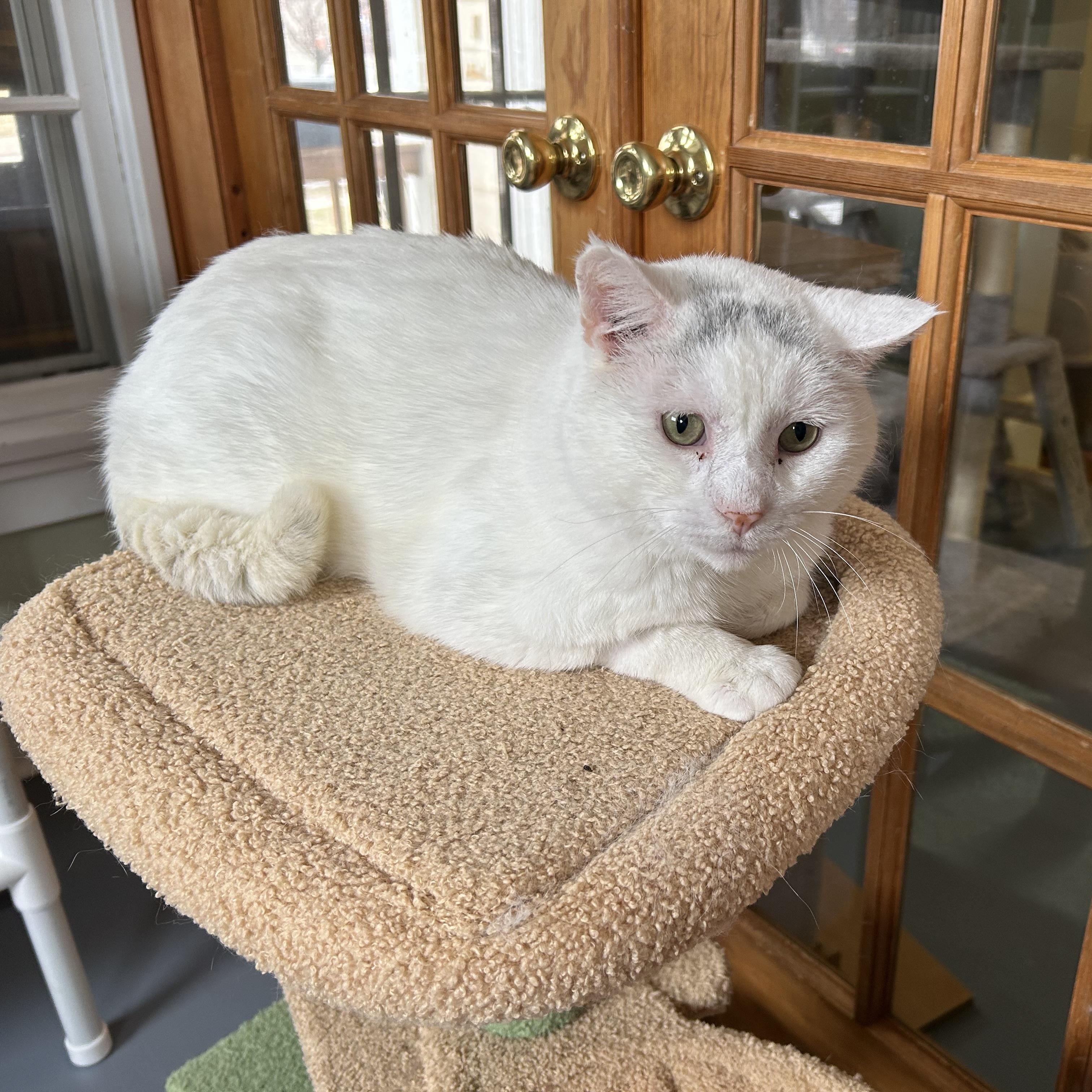Enlarge Snowman, a ADOPTABLE Domestic Short Hair in Brockport, NY image 3/4