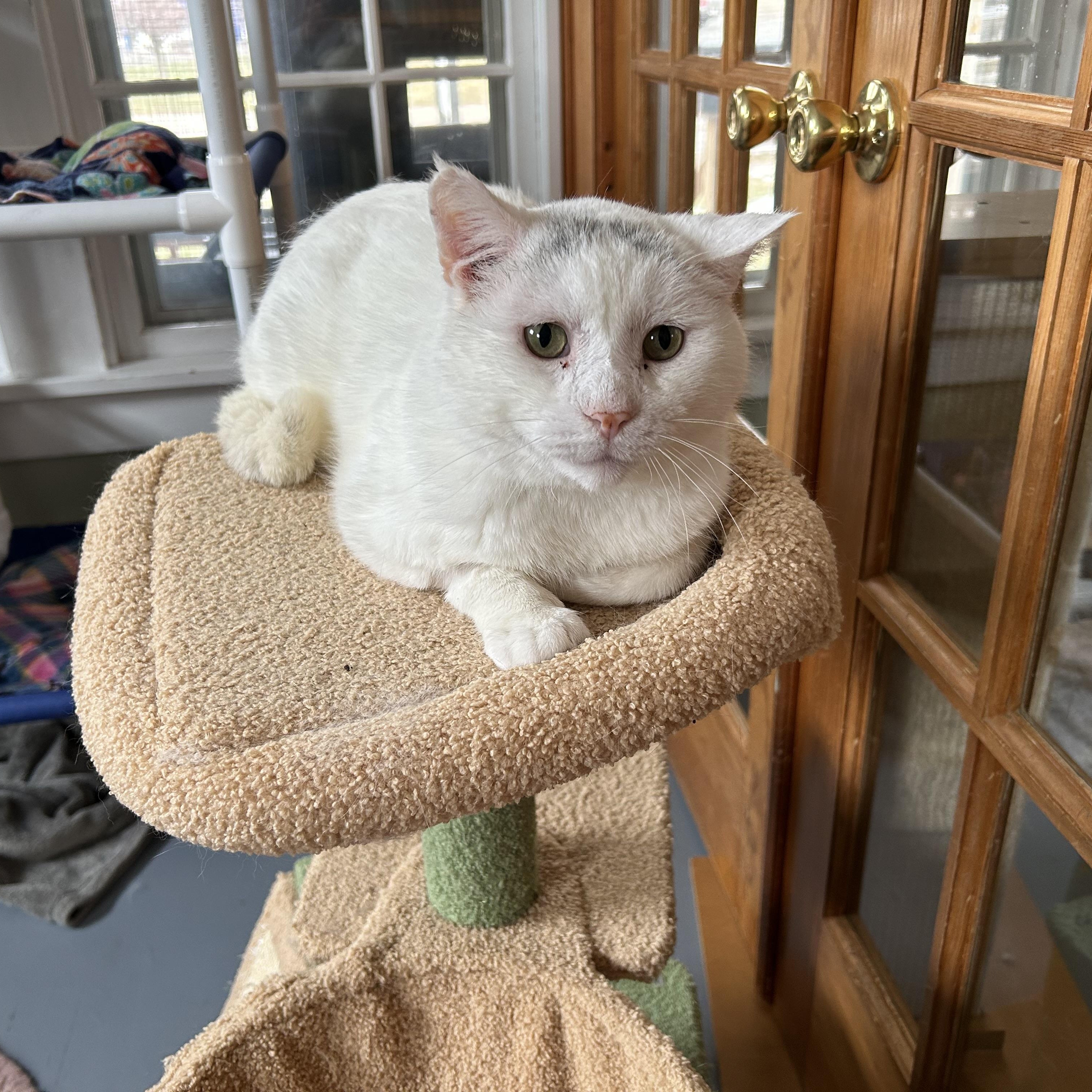 Enlarge Snowman, a ADOPTABLE Domestic Short Hair in Brockport, NY image 2/4