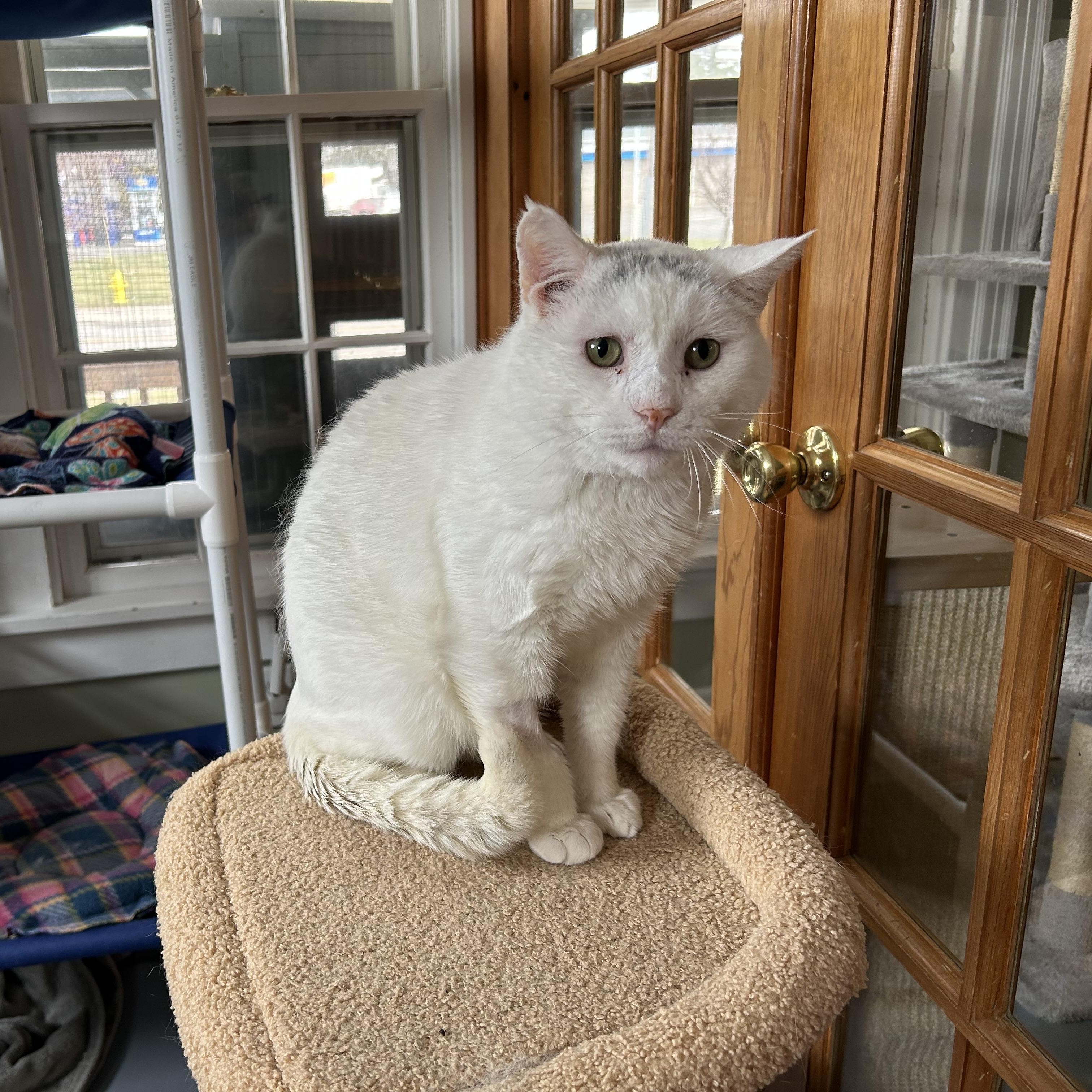 Enlarge Snowman, a ADOPTABLE Domestic Short Hair in Brockport, NY image 4/4