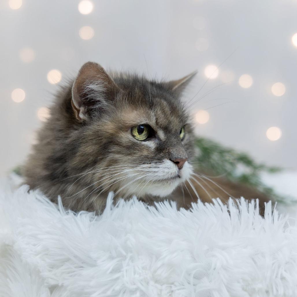 Ellie C6810, a Adoptable Domestic Long Hair in Princeton, MN image 1/6